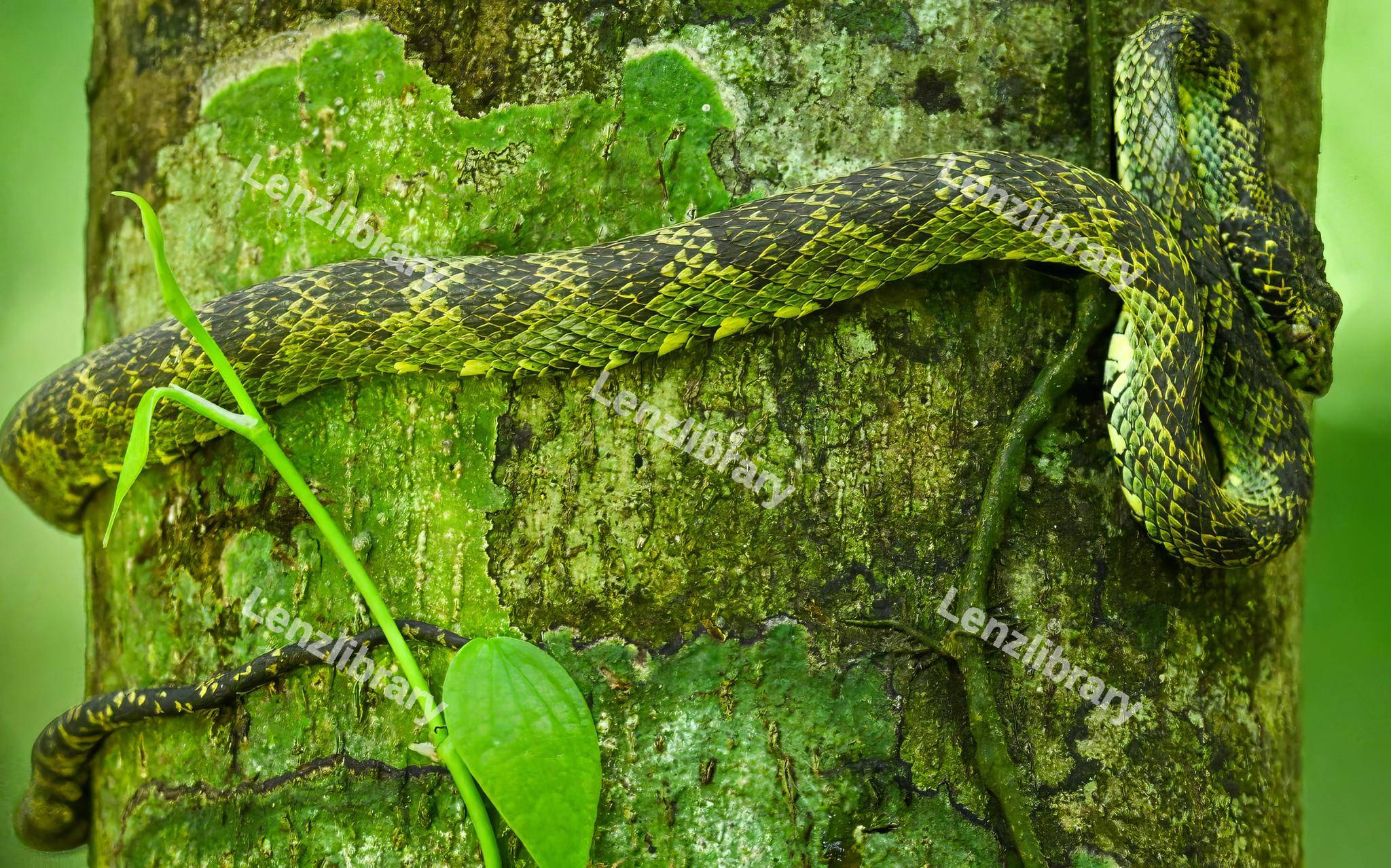 Green Python
